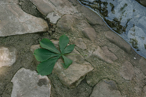 wallnut albero foglia sul terreno accanto al torrente litte - wallnut creek foto e immagini stock