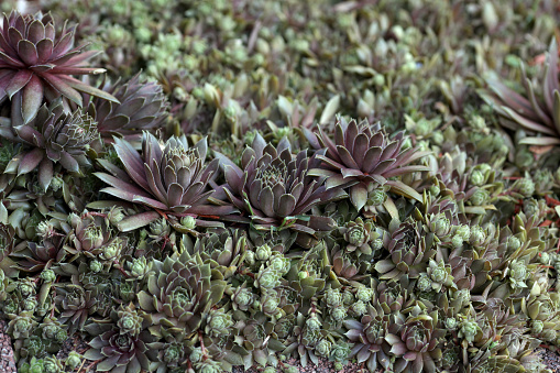 Fastly growing hens and chicks in a garden setting.
