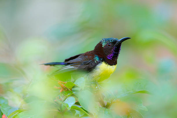 istock Purple-rumped Sunbird  in Sri Lanka 478597530