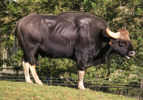 Full grown gaur also known as indian bison.