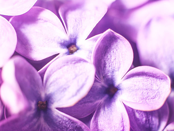 istock Lilac flowers, abstract floral backgrounds 478597582