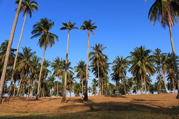 istock row of coconut tree green leaf and blue sky sunshine 478598101