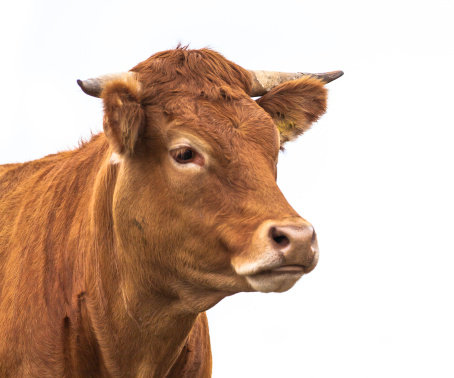 Portrait of a Cow Grown for Organic Meat on a White Background