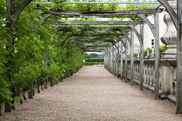 Pergola in vineyard in  Loire Valley in France