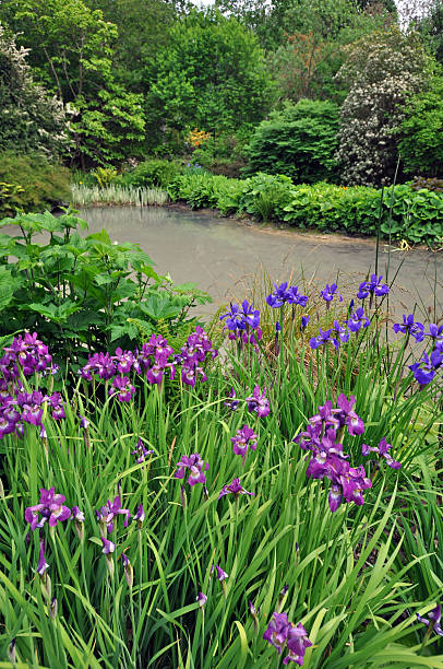istock Irises by the lake 478598477