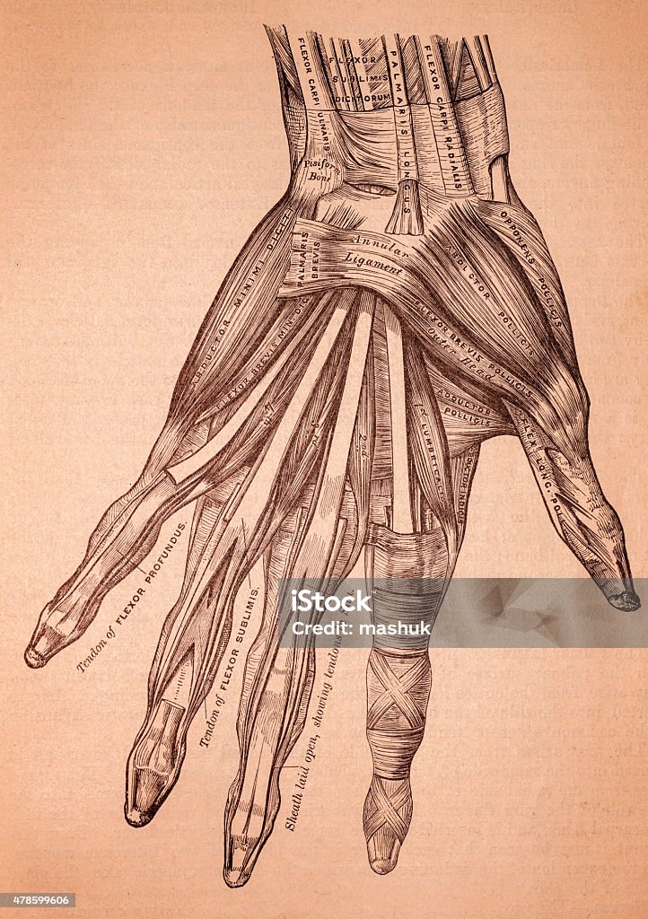 Hand Muscles Graph Hand Muscles Stock Illustration - Download Image Now - 2015, Anatomy ...
