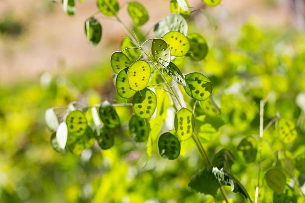 lunaria flores verde - rosids fotografías e imágenes de stock