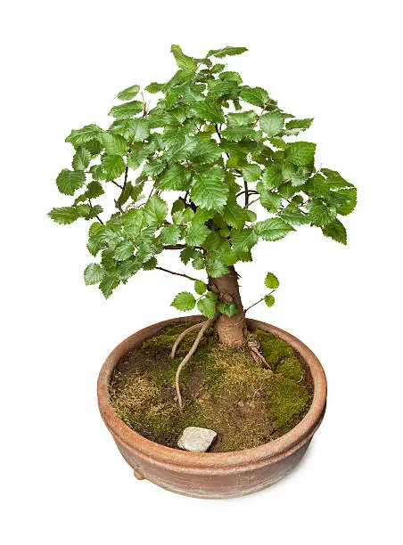 Photo of Hornbeam bonsai