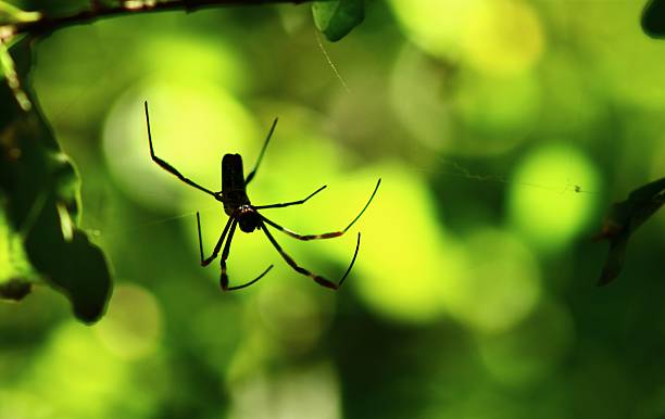 nephila antipodiana araña - antipodiana fotografías e imágenes de stock