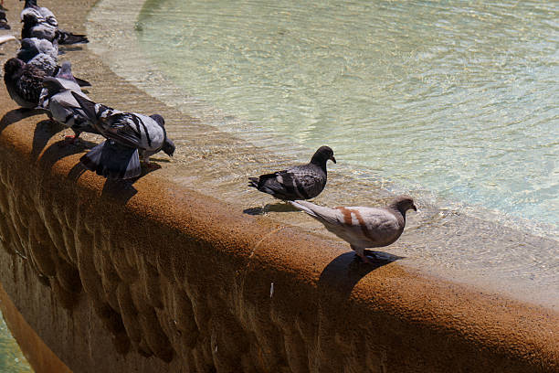 Doves group in fountain