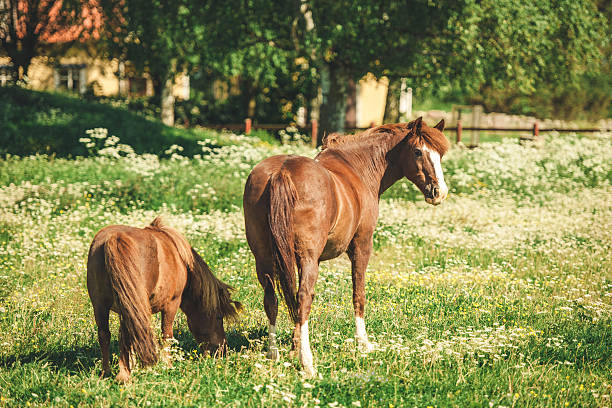 istock Horses in a pasture on sunny summers day 478602426