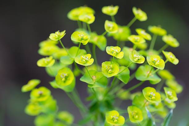 Spurge flowers (Euphorbia Amygdaloides) Spurge flowers (Euphorbia Amygdaloides). Beautiful green plant blooming in summer euphorbiaceae stock pictures, royalty-free photos & images