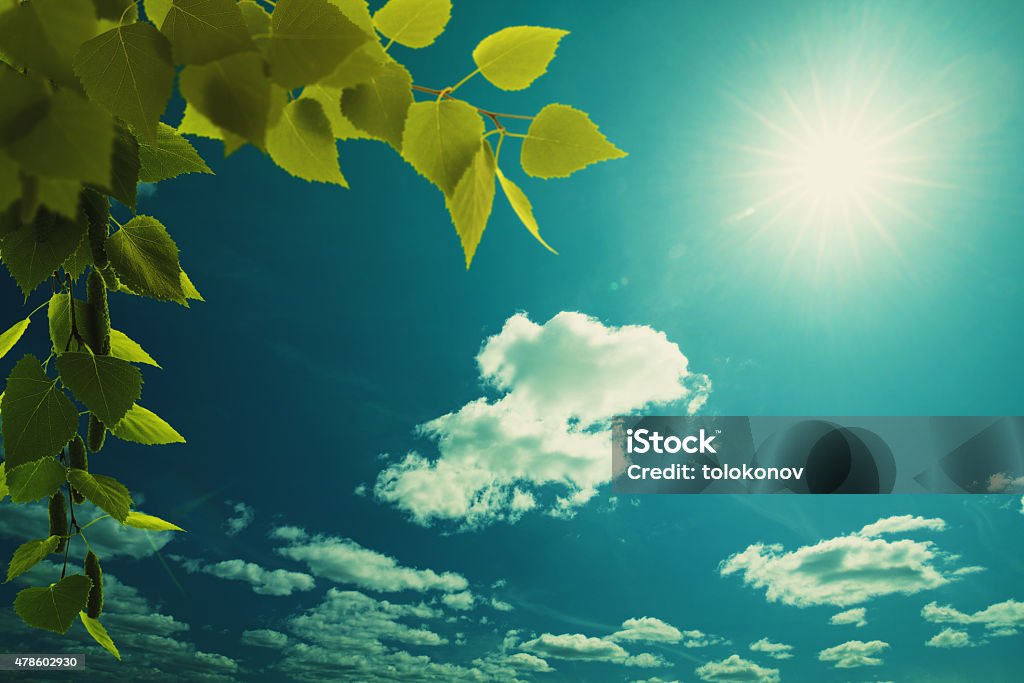 Wide blue skies, birch foliage and sun, abstract natural backgro Wide blue skies, birch foliage and sun, abstract natural backgrounds 2015 Stock Photo