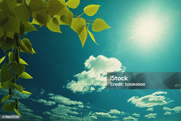 Wide Blue Skies Birch Foliage And Sun Abstract Natural Backgro Stock Photo - Download Image Now