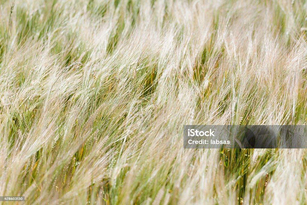 Field on a windy day. Motion blur. 2015 Stock Photo