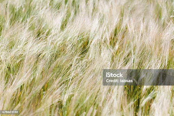 Field On A Windy Day Motion Blur Stock Photo - Download Image Now - 2015, Agricultural Field, Agriculture