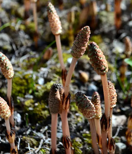 Nine seedlings of Horsetail, Equisetum arvense, Horsetail;in the foreground brown plant; on the blurred background, horsetail plants and green and gray leaves.