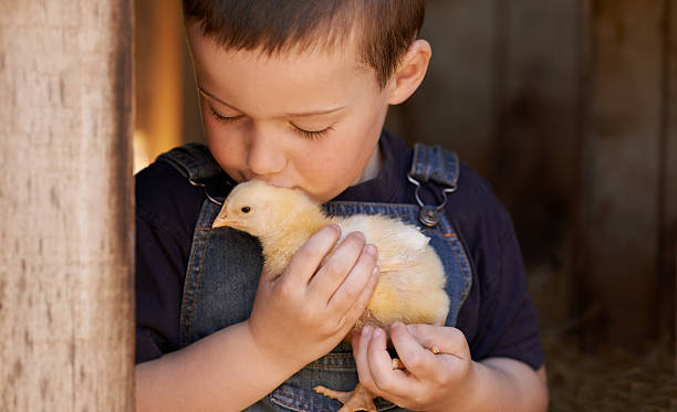 istock Taking good care of his chicks 478604514