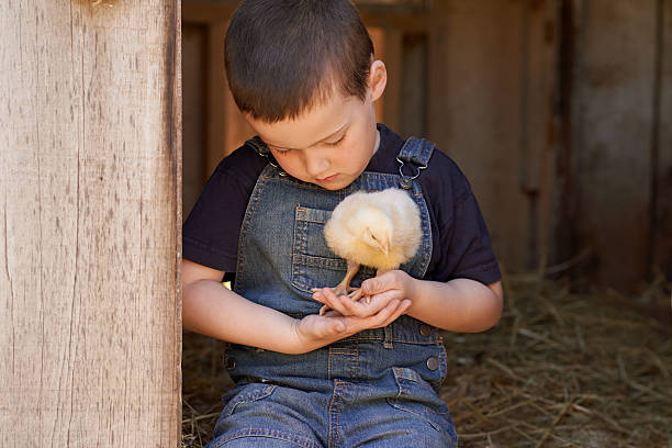 istock And a cluck-cluck here, and a cluck-cluck there… 478604518