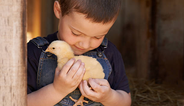 the chick whisperer - poultry animal curiosity chicken imagens e fotografias de stock