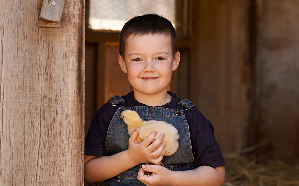 istock And on his farm he had some chicks… 478604534