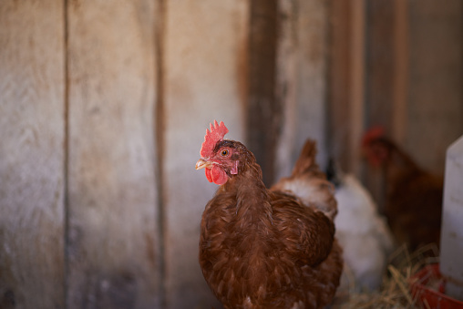 Shot of a chicken inside a henhouse on a farmhttp://195.154.178.81/DATA/i_collage/pu/shoots/805029.jpg