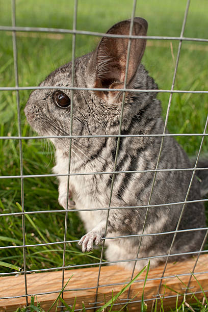 Chinchilla is listening stock photo