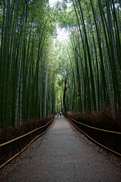 istock Arashiyama Bamboo Groove, Kyoto 478606023
