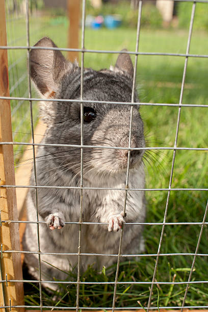 Chinchilla is listening stock photo