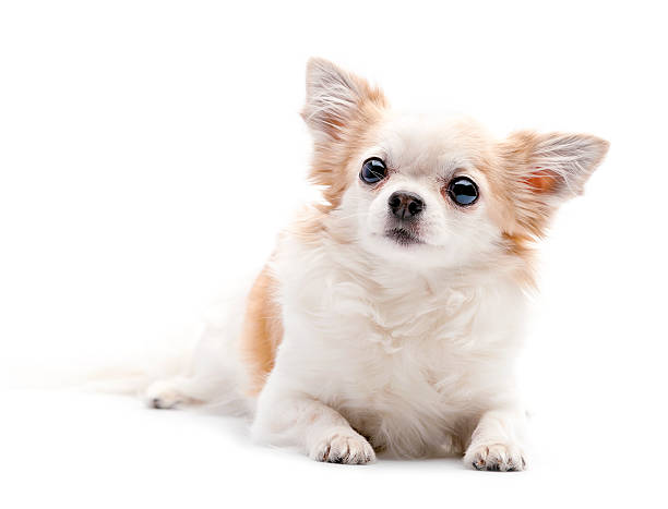 animal blanc et rouge chien chihuahua - dog chihuahua pampered pets pets photos et images de collection
