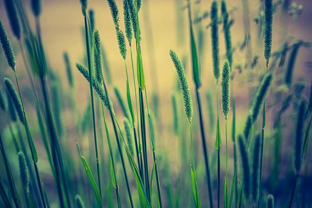 istock Vintage photo of grass ears 478607928