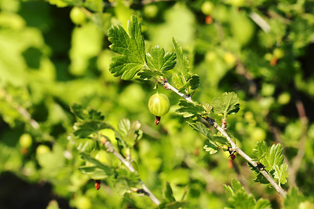 istock berry bush garden gooseberry 478608250