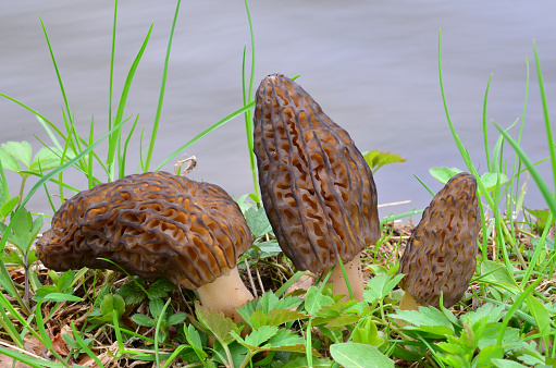 Three young spring Morel mushrooms in natural habitat, on the bank of the creek
