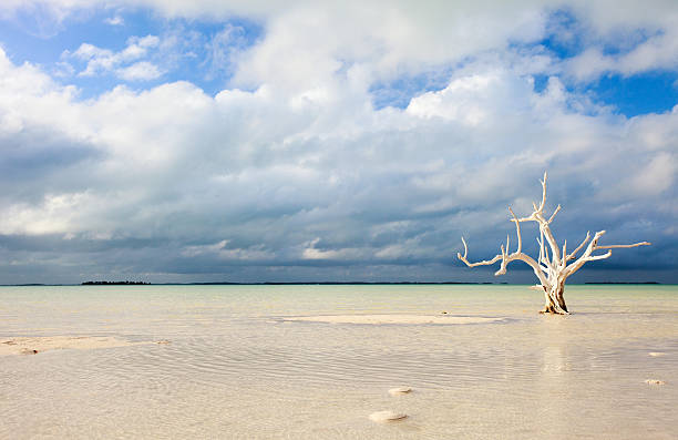 lone tree, na praia - harbor island - fotografias e filmes do acervo