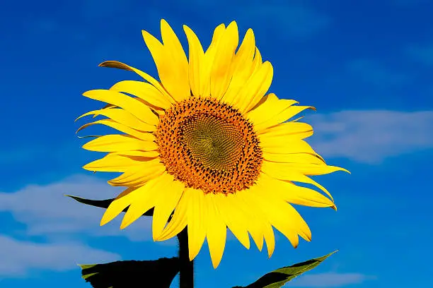 Isolated Sunflower in Field of Sunflowers