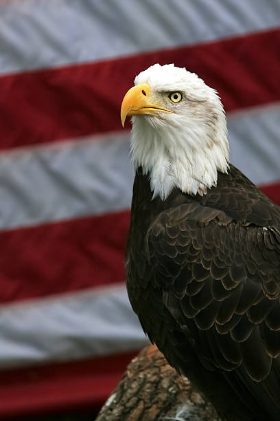 istock Bald Eagle in Front of an American Flag 478609778