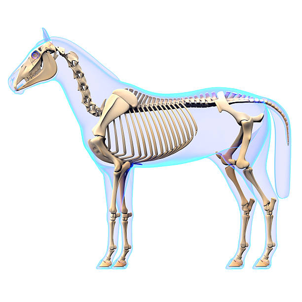 Horse Skeleton Side View - Horse Equus Anatomy Horse Skeleton Side View - Horse Equus Anatomy - isolated on white animal spine stock pictures, royalty-free photos & images