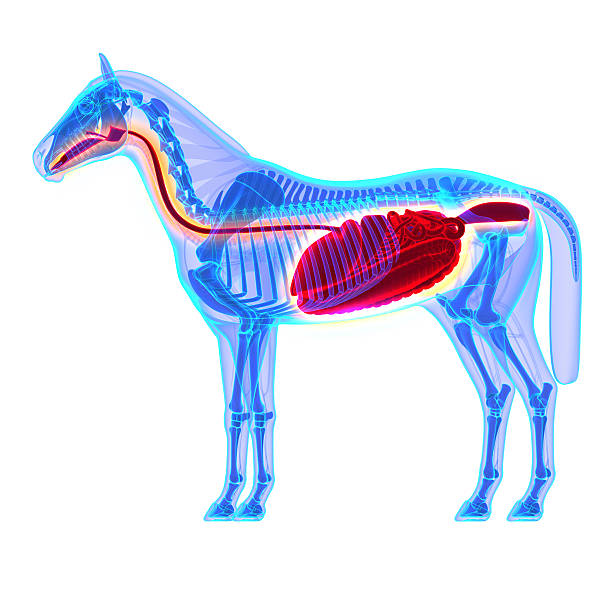 horse verdauungssystem-horse equus anatomie - animal internal organ stock-fotos und bilder