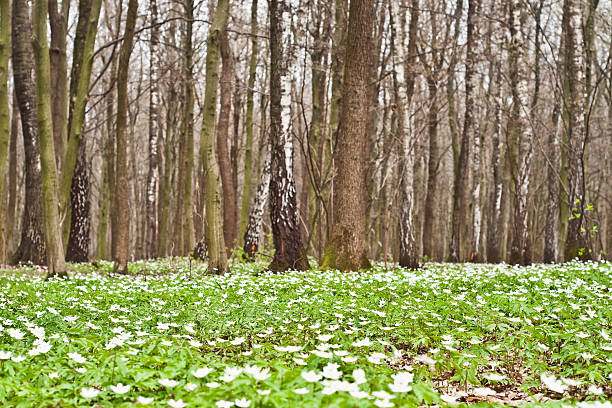 blooming anemone Forest forest anemone blooms in spring forest wildwood windflower stock pictures, royalty-free photos & images