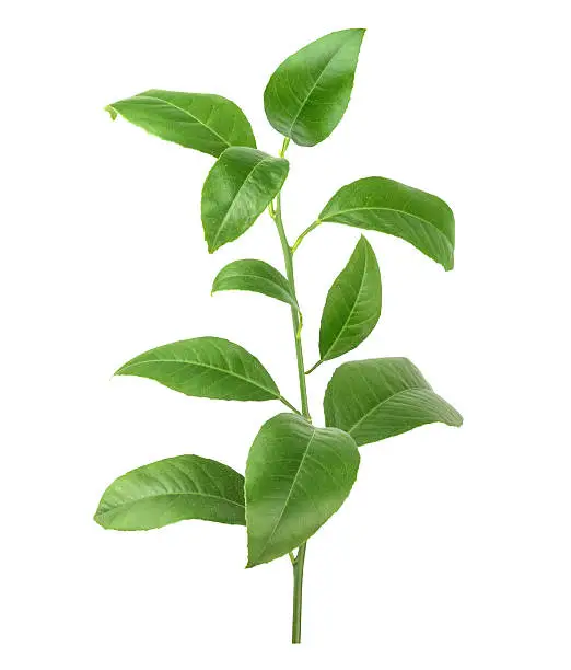 Photo of Lemon green leaves isolated on a white background
