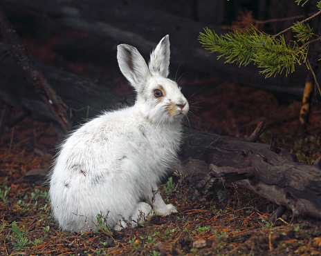 Snowshoe hare in horizontal format. Taken in early spring Yellowstone NP, Wyoming