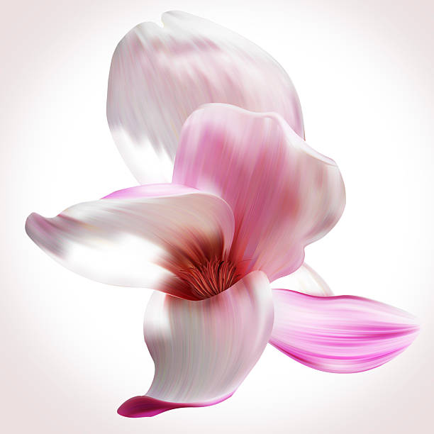 マグノリアイラストのクローズアップの分離の白い背景を演出します。 - magnolia pink flower isolated ストックフォトと画像