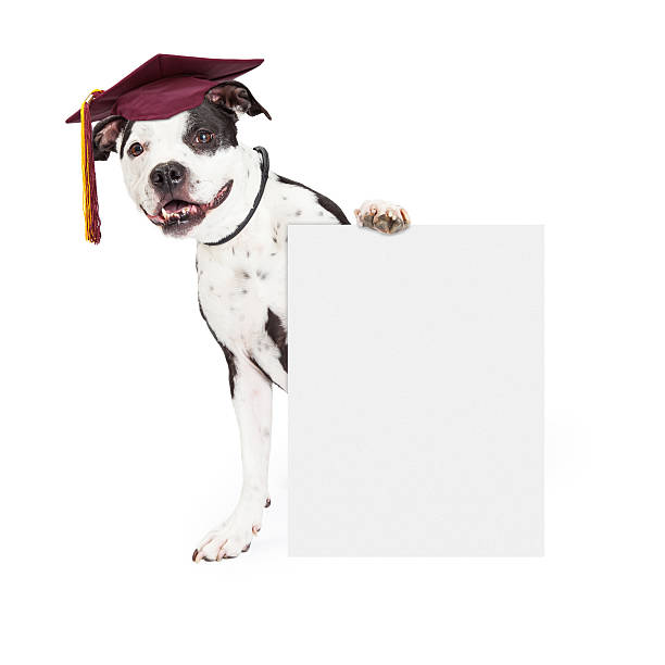 istock Dog Obedience School Graduate Holding Blank Sign 478617418