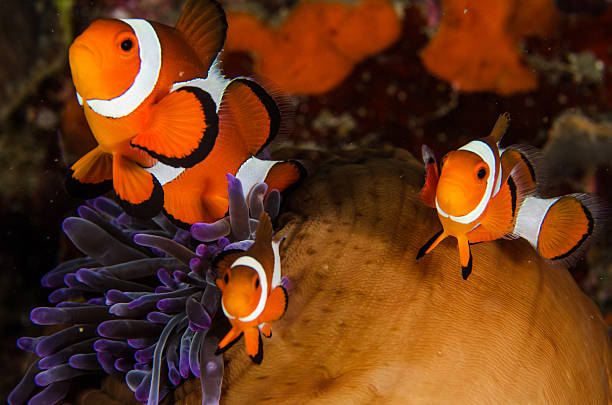 istock scuba diving lembeh Indonesia Anemonefish underwater 478618022