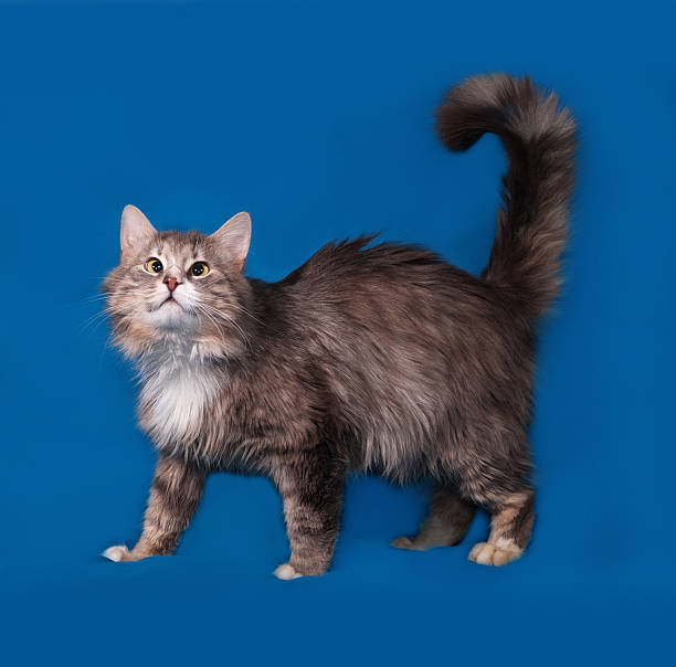 istock Fluffy gray cross-eyed cat goes on blue 478618970