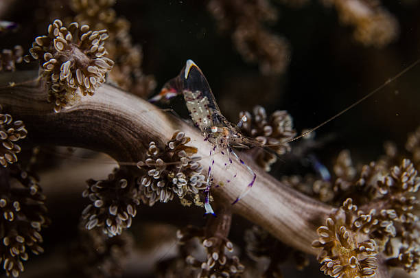 istock scuba diving lembeh indonesia colorful shrimp 478619160