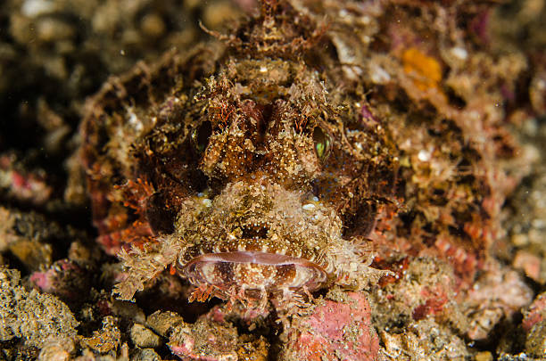 istock scuba diving lembeh indonesia bandtail scorpionfish 478619164