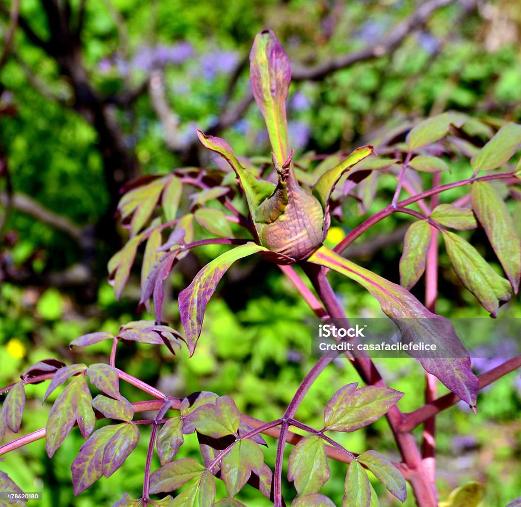 Crataegus calpodendron, buds Plant of Crataegus calpodendron; in the foreground buds; on the blurred background, green leaves are visible.  2015 Stock Photo