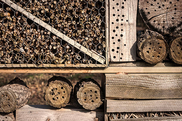 istock insects hotel detail 478620224