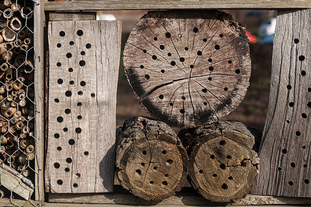 istock insects hotel detail 478620226
